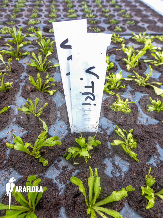 Dionaea muscipula ‚Triton Starter‘
