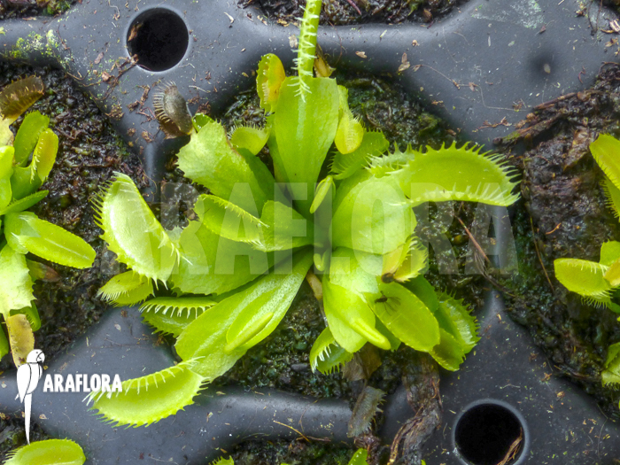 Dionaea muscipula ‚Triton Starter‘