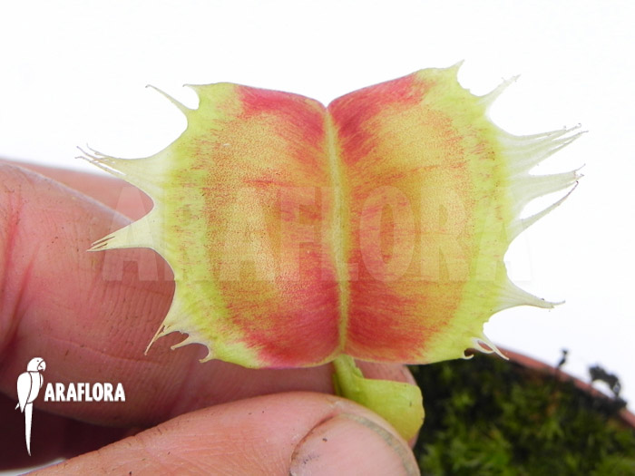 Dionaea muscipula ‚Trump‘