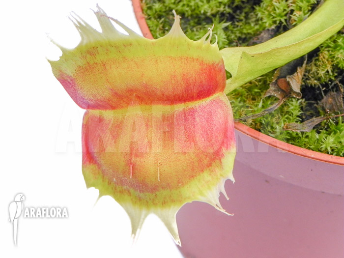 Dionaea muscipula ‚Trump‘