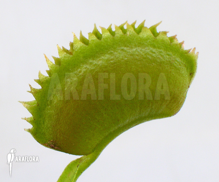 Dionaea muscipula ‚UK sawtooth I‘