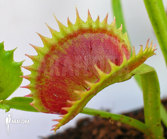 Dionaea muscipula ‚UK sawtooth I‘