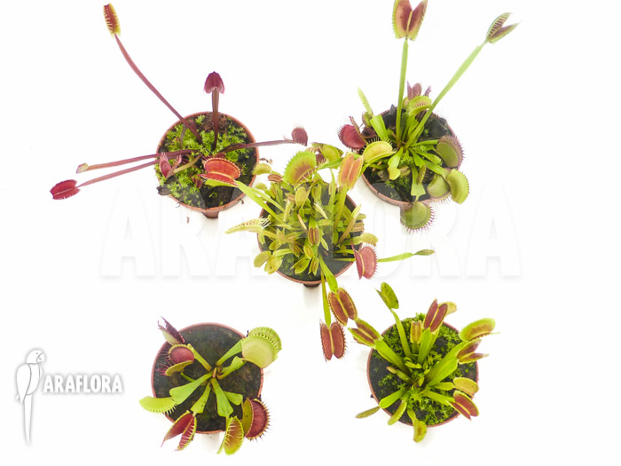 Dionaea muscipula Venusflytrap5 Collection Package