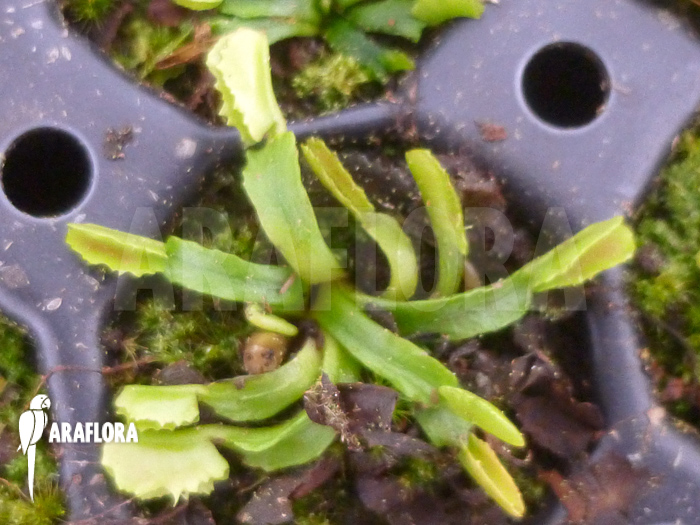 Dionaea muscipula ‚Wacky Traps‘