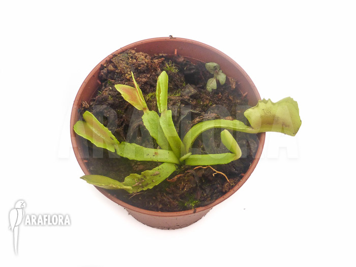 Dionaea muscipula ‚Wacky Traps‘