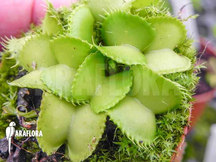 Dionaea muscipula ‚Werewolf Ara‘