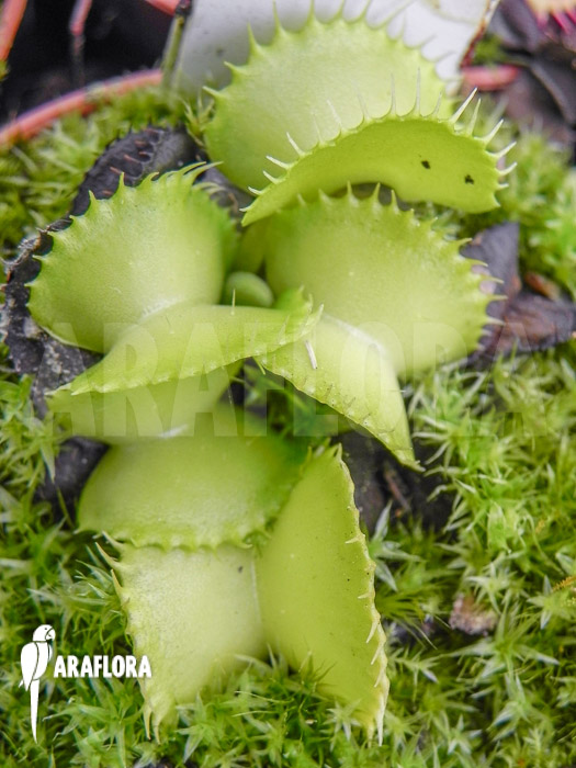 Dionaea muscipula ‚Werewolf Ara‘