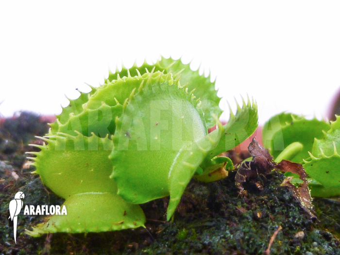 Dionaea muscipula ‚Werewolf Ara‘