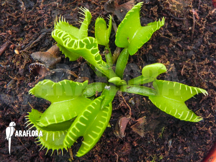 Dionaea muscipula ‚Werewolf Ara‘
