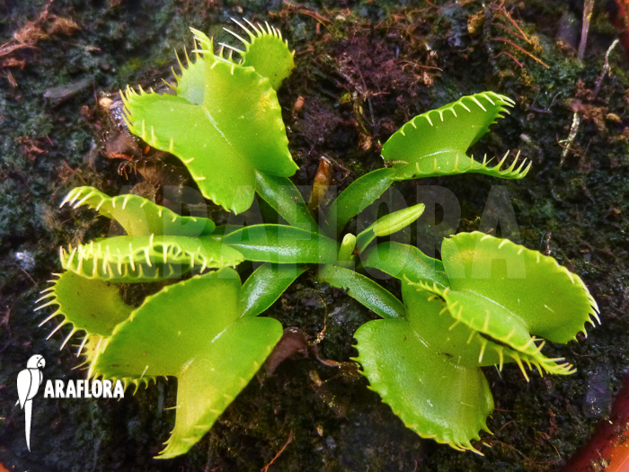 Dionaea muscipula ‚Werewolf Ara‘