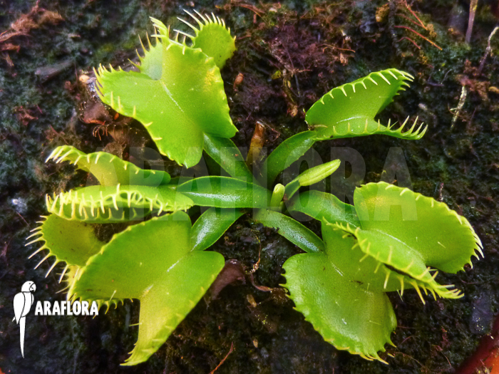 Dionaea muscipula ‚Werewolf Ara‘