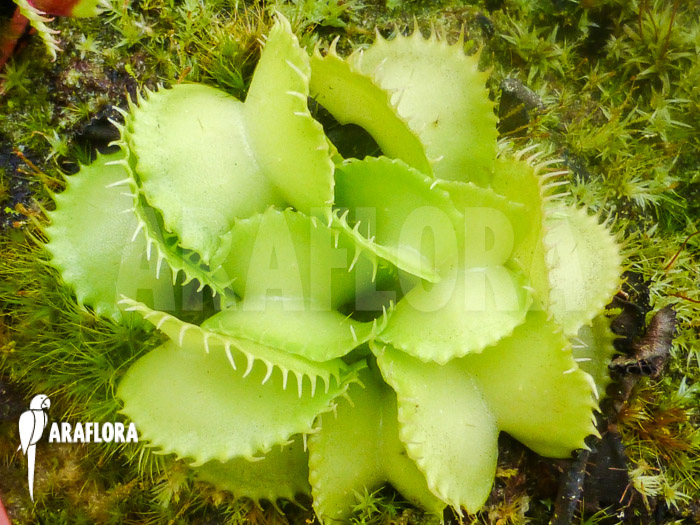Dionaea muscipula ‚Werewolf Ara‘