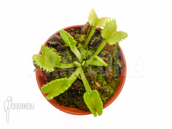 Dionaea muscipula ‚Werewolf‘ ‚Starter‘