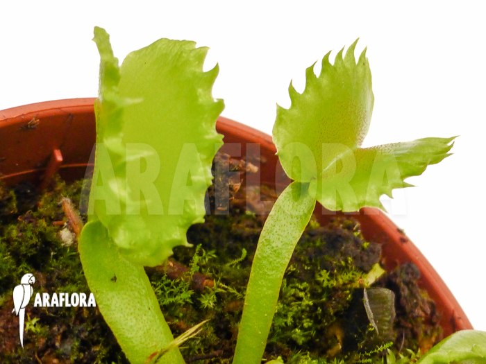 Dionaea muscipula ‚Werewolf‘ ‚Starter‘