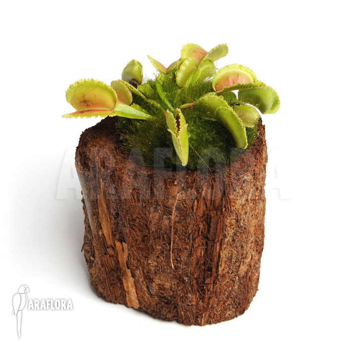 Dionaea muscipula ‚Whale‘