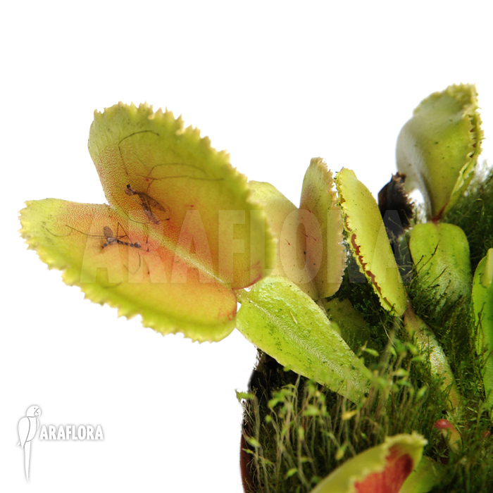 Dionaea muscipula ‚Whale‘