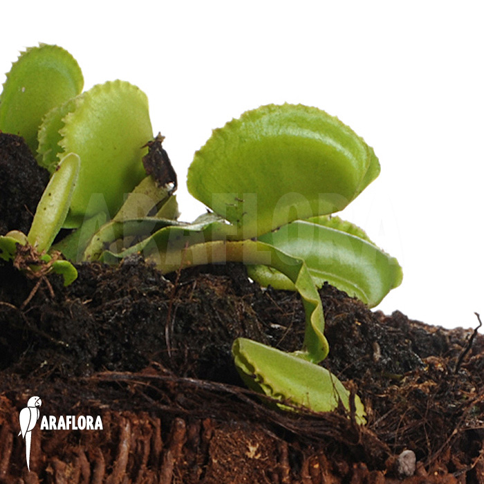Dionaea muscipula ‚Whale‘