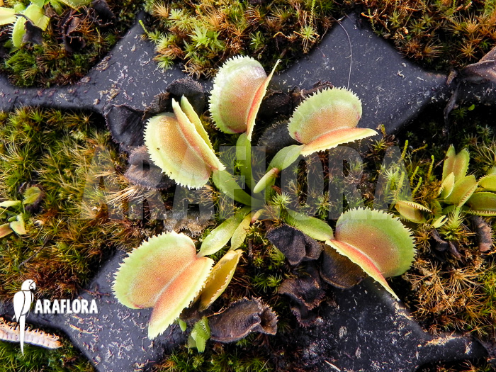 Dionaea muscipula ‚Whale‘ ‚Starter‘