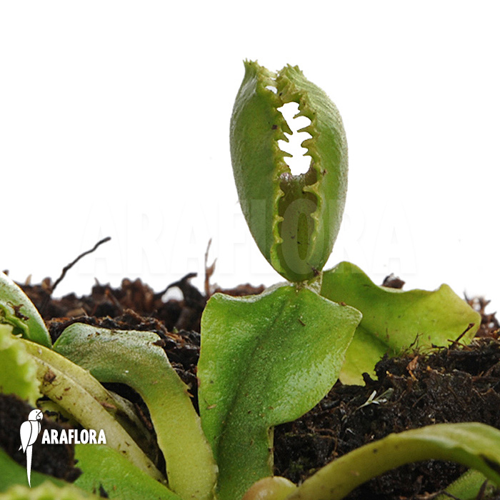 Dionaea muscipula ‚Wiki‘