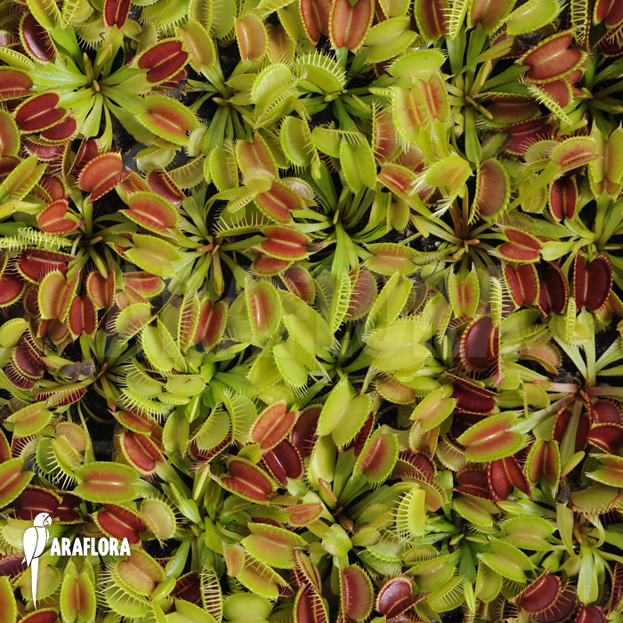 Dionaea muscipula ‚Young plants‘