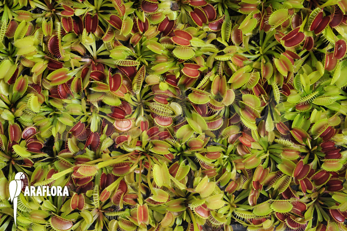 Dionaea muscipula ‚Young plants‘