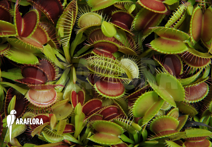 Dionaea muscipula ‚Young plants‘