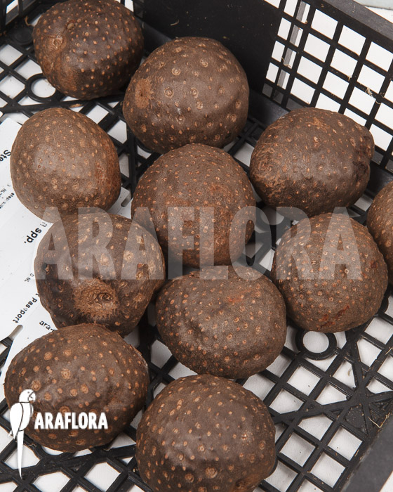 Dioscorea bulbifera ‚L‘