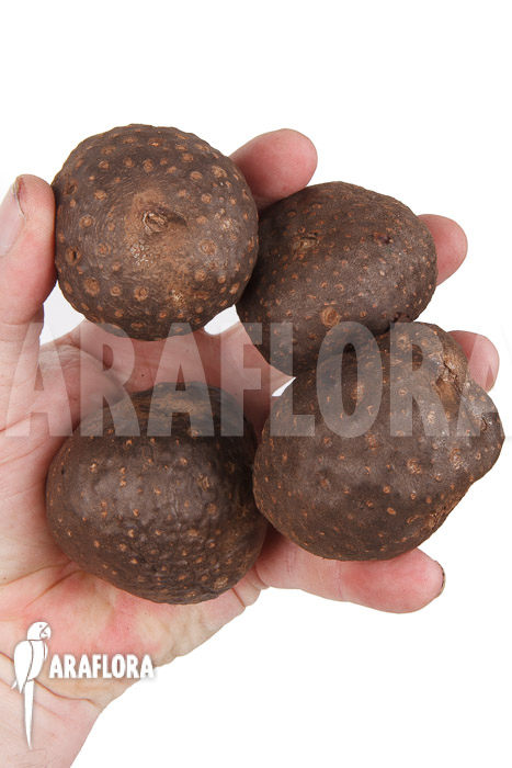 Dioscorea bulbifera ‚L‘