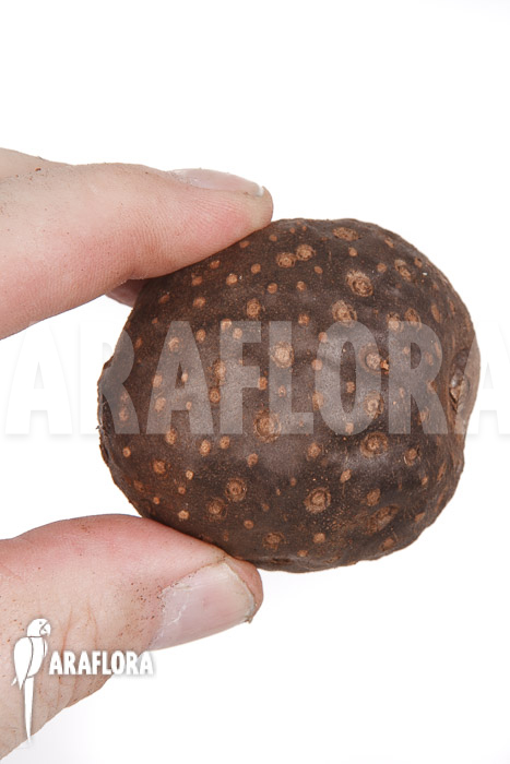 Dioscorea bulbifera ‚L‘