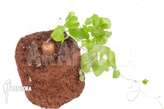 Dioscorea elephantipes ‚S‘