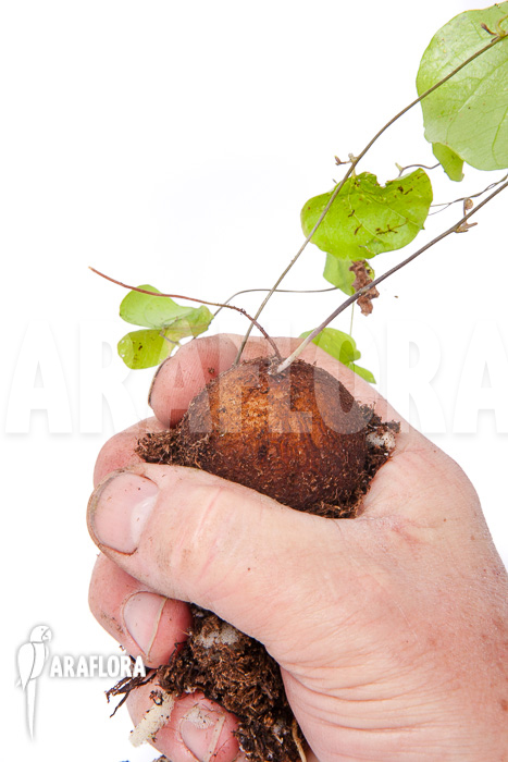 Dioscorea elephantipes ‚S‘