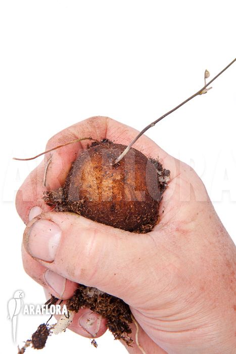 Dioscorea elephantipes ‚S‘