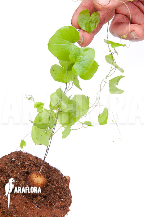 Dioscorea elephantipes ‚S‘