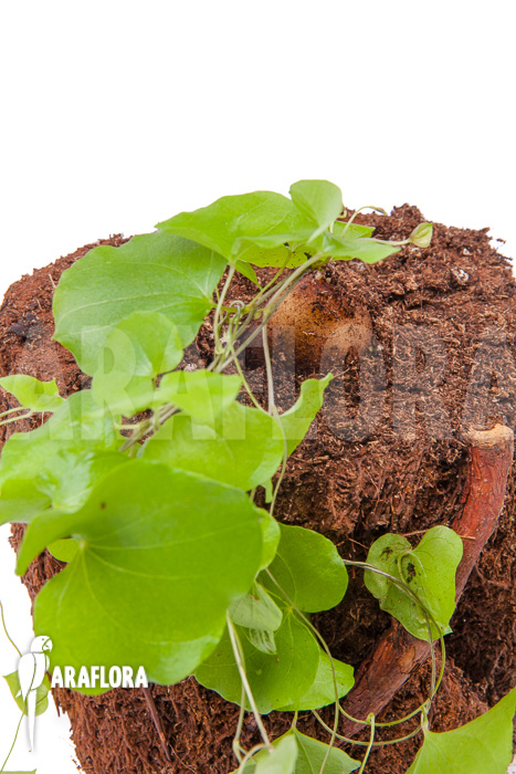 Dioscorea elephantipes ‚S‘
