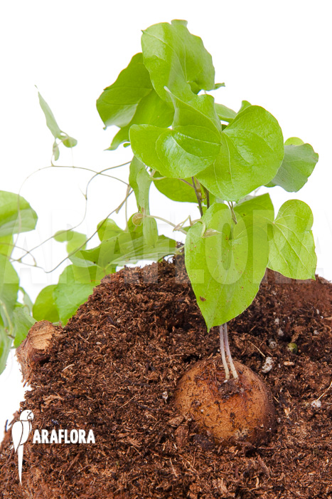 Dioscorea elephantipes ‚S‘