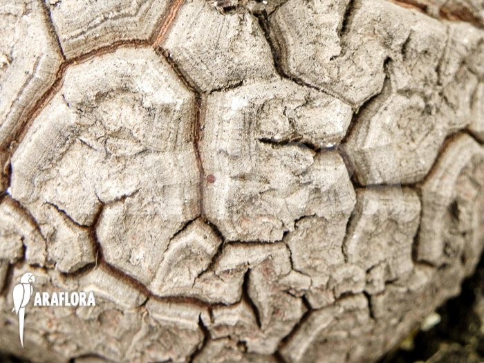 Dioscorea macrostachya ‚M‘