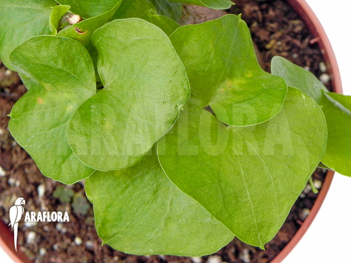 Dioscorea macrostachya ‚M‘