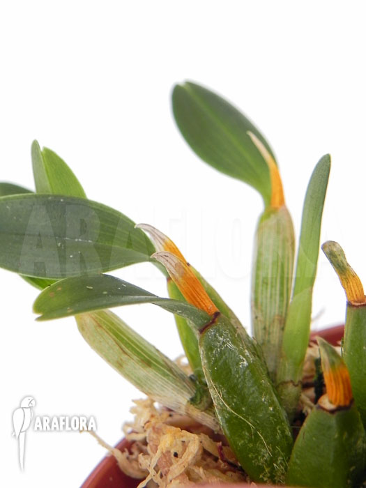 Diplocaulobium chrysotropis