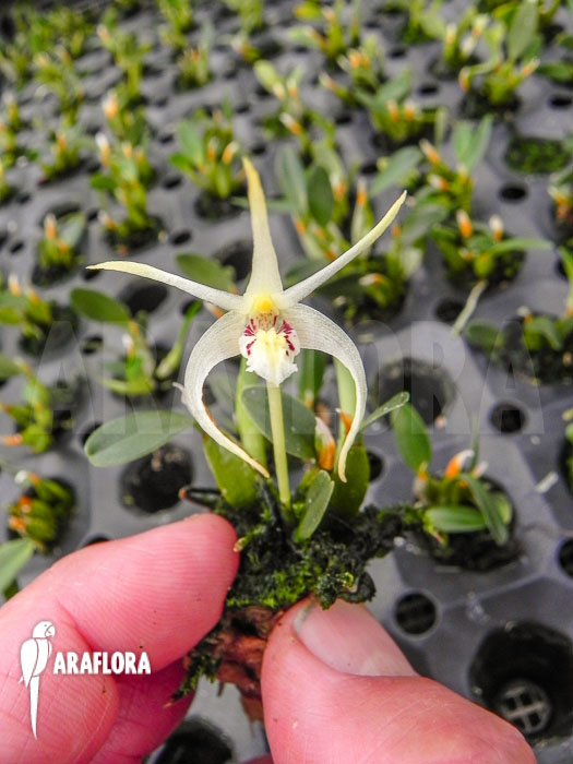 Diplocaulobium chrysotropis