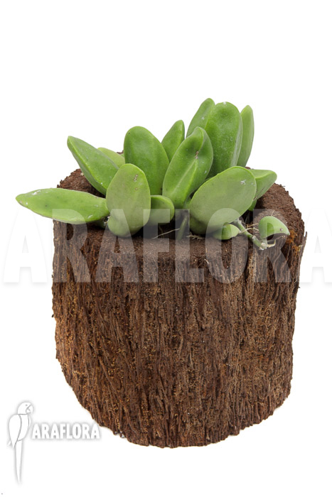 Dischidia major ‚L‘