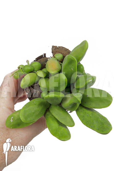 Dischidia major ‚L‘