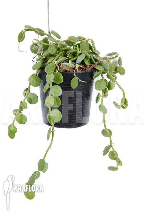 Dischidia nummularia ‚Button‘