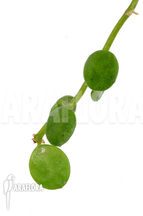 Dischidia nummularia ‚Button‘