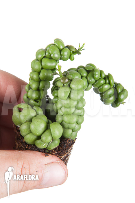 Dischidia nummularifolia “Dragon Jade” ‚Starter‘