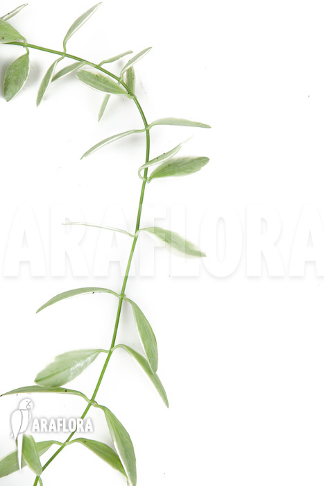 Dischidia oiantha Variegata ‚M‘