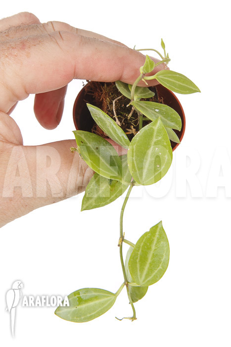 Dischidia ovata starter