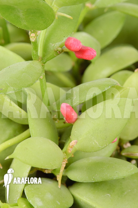 Dischidia pectinoides ‚Type B‘