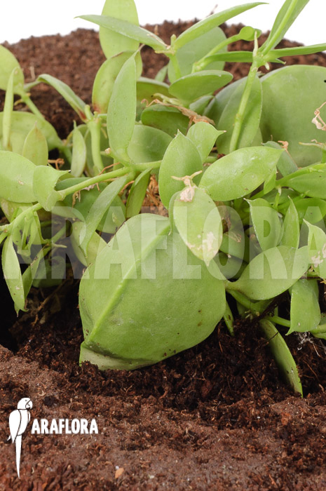 Dischidia pectinoides ‚Type B‘