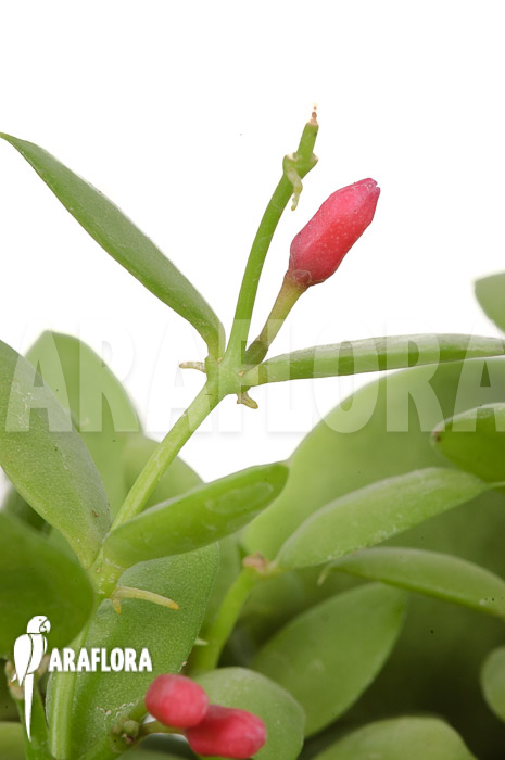 Dischidia pectinoides ‚Type B‘