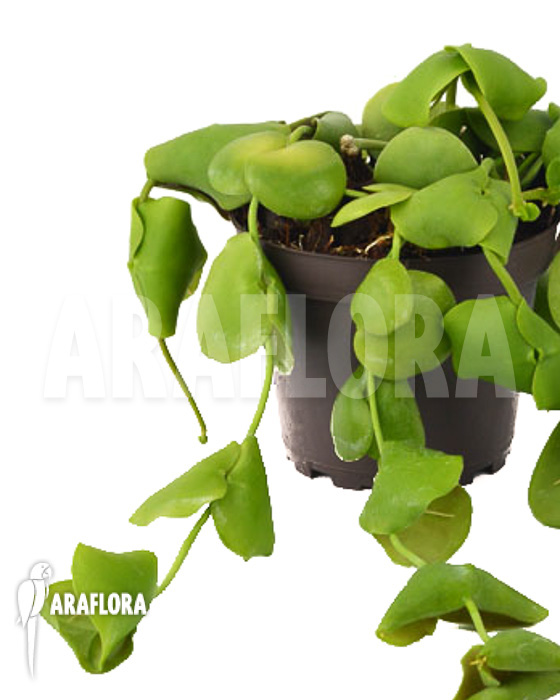 Dischidia platyphylla